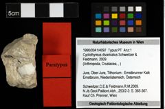 Foto (Objekt + Etiketten) von Cyclothyreus divaricatus (Schweitzer & Feldmann, 2009) 